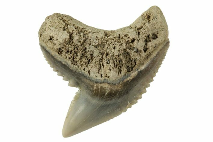 Fossil Tiger Shark (Galeocerdo) Tooth - Aurora, NC #195089